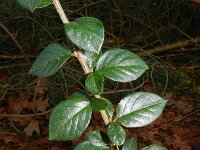 Cotoneaster symondsii 9, Saxifraga-Rutger Barendse
