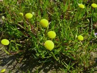 Cotula coronopifolia 24, Goudknopje, Saxifraga-Hans Grotenhuis