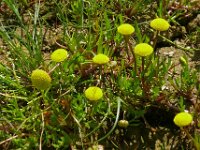 Cotula coronopifolia 4, Goudknopje, Saxifraga-Hans Grotenhuis