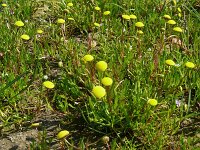 Cotula coronopifolia 45, Goudknopje, Saxifraga-Hans Grotenhuis