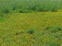 Cotula coronopifolia 46, Goudknopje, Saxifraga-Hans Grotenhuis