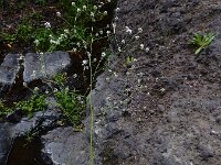 Crambe scaberrima 3, Saxifraga-Ed Stikvoort