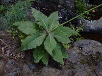 Crambe scaberrima 4, Saxifraga-Ed Stikvoort