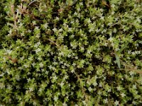 Crassula helmsii 22, Watercrassula, Saxifraga-Ed Stikvoort : A900