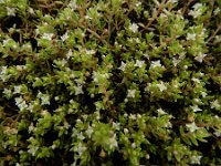 Crassula helmsii 23, Watercrassula, Saxifraga-Ed Stikvoort : A900