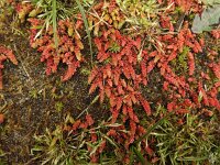 Crassula tillaea 10, Mosbloempje, Saxifraga-Jelle van Dijk