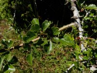 Crataegus laevigata 13, Tweestijlige meidoorn, Saxifraga-Ed Stikvoort