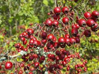 Crataegus monogyna 61, Eenstijlige meidoorn, Saxifraga-Roel Meijer  Branch with berries of Hawthorn (Crataegus monogyna) : autumn, autumnal, berry, branch, bush, common hawthorn, Crataegus monogyna, flora, floral, fruit, hawthorn, leaf, natural, nature, red, twig, berries, fruits, bird food, many, no people, nobody, outdoor, outdoors, outside, plant, ripe, vascular plant