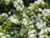Blossom of Hawthorn (Crataegus monogyna)  Blossom of Hawthorn (Crataegus monogyna) : flower, flowers, color, plant, nature, natural, flora, floral, summer, summertime, growth, nobody, no people, vascular plant, outside, outdoor, outdoors, wildflower, blossom, Hawthorn, Crataegus monogyna, blossoming, flowering, white, close-up, spring, springtime, bud, buds, common hawthorn, single-seeded hawthorn, beauty, beauty in nature, one-seed hawthorn
