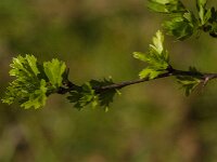 Crataegus monogyna 78, Eenstijlige meidoorn, Saxifraga-Jan van der Straaten