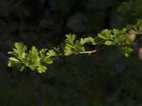 Crataegus monogyna 79, Eenstijlige meidoorn, Saxifraga-Jan van der Straaten