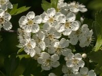 Crataegus monogyna 80, Eenstijlige meidoorn, Saxifraga-Jan van der Straaten
