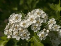 Crataegus monogyna 81, Eenstijlige meidoorn, Saxifraga-Jan van der Straaten