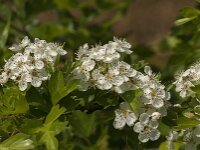 Crataegus monogyna 82, Eenstijlige meidoorn, Saxifraga-Jan van der Straaten