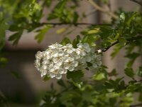 Crataegus monogyna 83, Eenstijlige meidoorn, Saxifraga-Jan van der Straaten