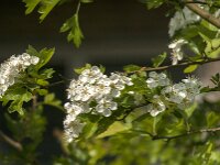 Crataegus monogyna 84, Eenstijlige meidoorn, Saxifraga-Jan van der Straaten