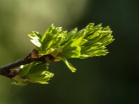 Crataegus monogyna 85, Eenstijlige meidoorn, Saxifraga-Jan van der Straaten