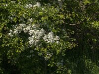 Crataegus monogyna 86, Eenstijlige meidoorn, Saxifraga-Jan van der Straaten