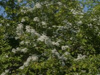 Crataegus monogyna 87, Eenstijlige meidoorn, Saxifraga-Jan van der Straaten