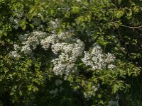 Crataegus monogyna 88, Eenstijlige meidoorn, Saxifraga-Jan van der Straaten