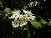 Crataegus pedicellata