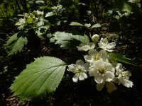 Crataegus pedicellata 2, Saxifraga-Ed Stikvoort : duindoorn Kop van Schouwen s9900