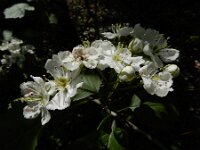 Crataegus pedicellata 3, Saxifraga-Ed Stikvoort : weichselboom Kop van Schouwen Zutphen Beesd - Culemborg Breda