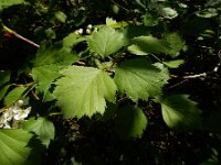 Crataegus pedicellata 4, Saxifraga-Ed Stikvoort : duindoorn Kop van Schouwen s9900