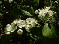 Crataegus pedicellata 5, Saxifraga-Ed Stikvoort : duindoorn Kop van Schouwen s9900