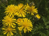 Crepis biennis 18, Groot streepzaad, Saxifraga-Jan van der Straaten