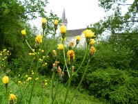 Crepis biennis 34, Groot streepzaad, Saxifraga-Rutger Barendse