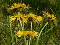 Crepis biennis 35, Groot streepzaad, Saxifraga-Ed Stikvoort