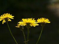 Crepis biennis 45, Groot streepzaad, Saxifraga-Jan van der Straaten