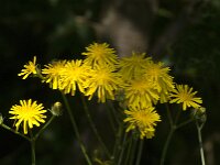 Crepis biennis 46, Groot streepzaad, Saxifraga-Jan van der Straaten