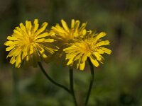 Crepis biennis 47, Groot streepzaad, Saxifraga-Jan van der Straaten