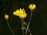 Crepis biennis 48, Groot streepzaad, Saxifraga-Jan van der Straaten