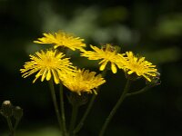 Crepis biennis 49, Groot streepzaad, Saxifraga-Jan van der Straaten