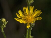 Crepis biennis 51, Groot streepzaad, Saxifraga-Jan van der Straaten