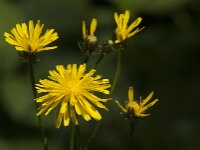 Crepis biennis 52, Groot streepzaad, Saxifraga-Jan van der Straaten
