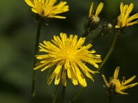 Crepis biennis 53, Groot streepzaad, Saxifraga-Jan van der Straaten