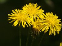 Crepis biennis 54, Groot streepzaad, Saxifraga-Jan van der Straaten