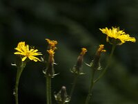 Crepis biennis 55, Groot streepzaad, Saxifraga-Jan van der Straaten