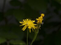 Crepis biennis 56, Groot streepzaad, Saxifraga-Jan van der Straaten