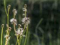 Crepis biennis 57, Groot streepzaad, Saxifraga-Jan van der Straaten