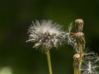 Crepis biennis 58, Groot streepzaad, Saxifraga-Jan van der Straaten