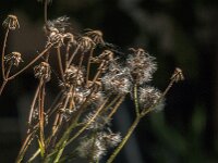 Crepis biennis 59, Groot streepzaad, Saxifraga-Jan van der Straaten
