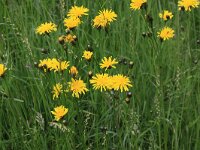 Crepis biennis 7, Groot streepzaad, Saxifraga-Peter Meininger