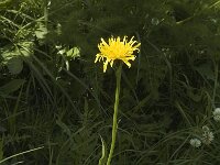 Crepis bocconei 2, Saxifraga-Marijke Verhagen