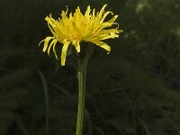 Crepis bocconei 3, Saxifraga-Marijke Verhagen