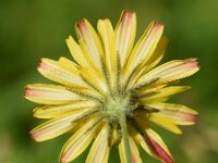 Crepis capillaris 13, Klein streepzaad, Saxifraga-Sonja Bouwman